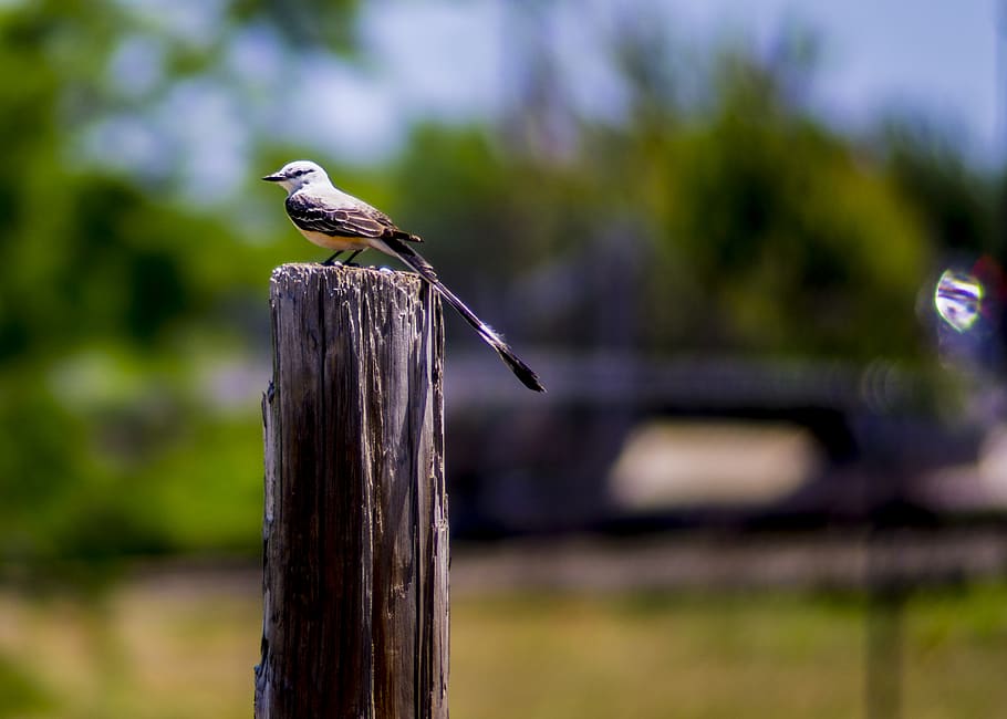 Catching Warm Vibes at NRHH20 in North Richland Hills