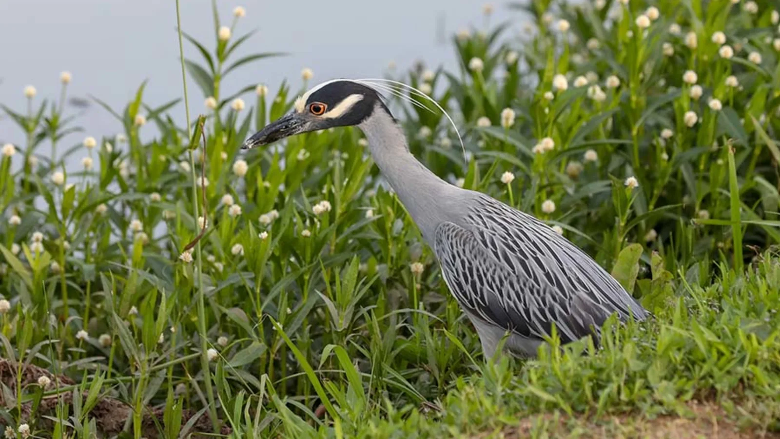 Keller, TX Movers, Blue Heron Bear Creek Park by Gerhard Crous