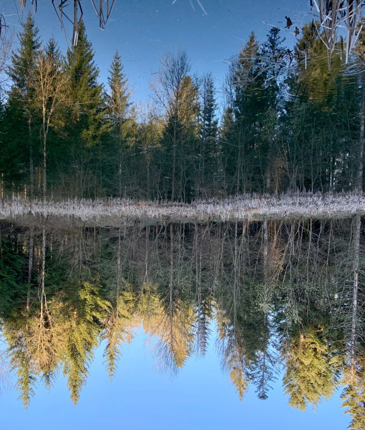 A pond with the reflection of the tree in the water. the image is turned upside down so we disn't know if the water is the sky and vice versa