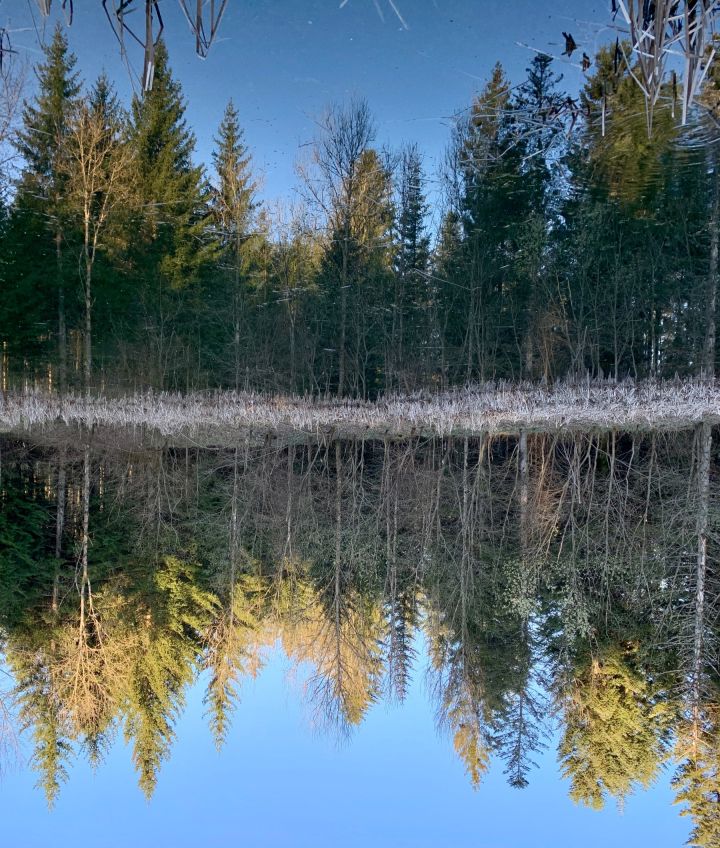 A pond with the reflection of the tree in the water. the image is turned upside down so we disn&#39;t know if the water is the sky and vice versa