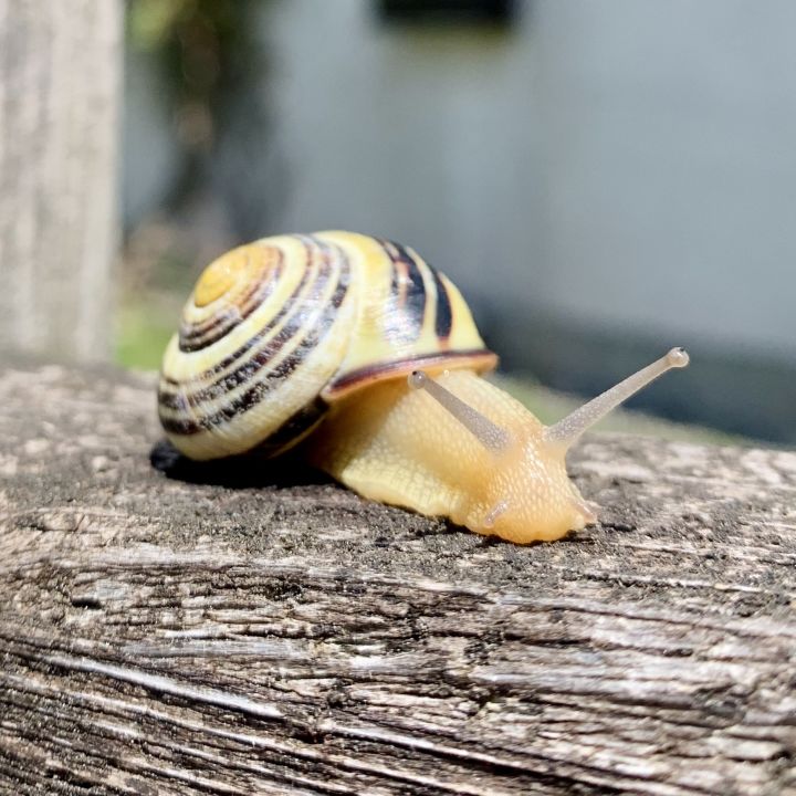 A funny looking snail with his eyes far one from each other