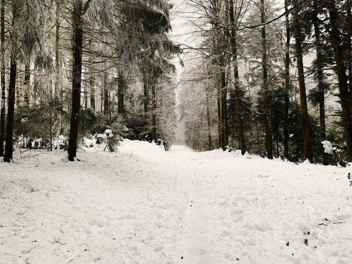 the forest with a lot of snow