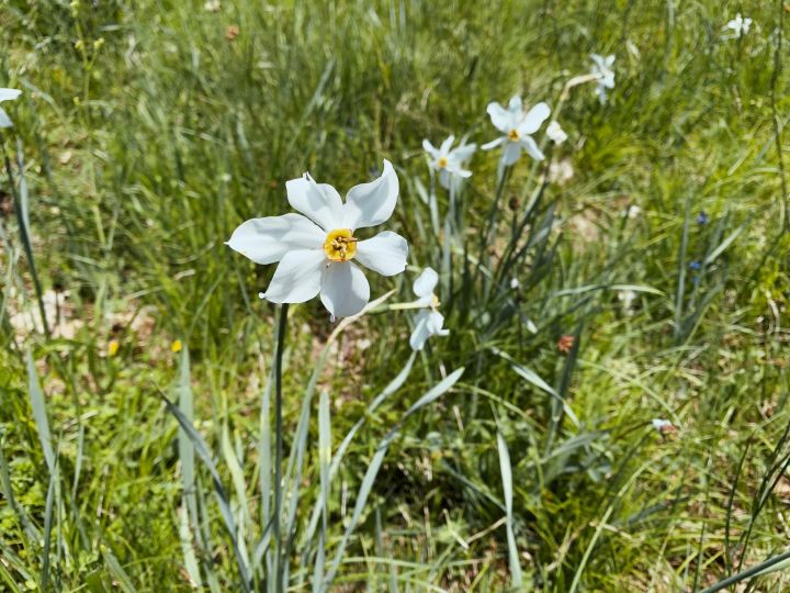 Une narcisse