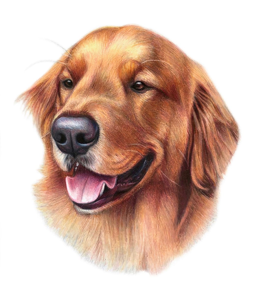dogs artwork: agoldenretriever hhvprr