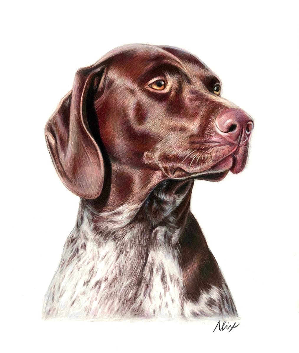 dogs artwork: shorthairedpointer wo5rxg
