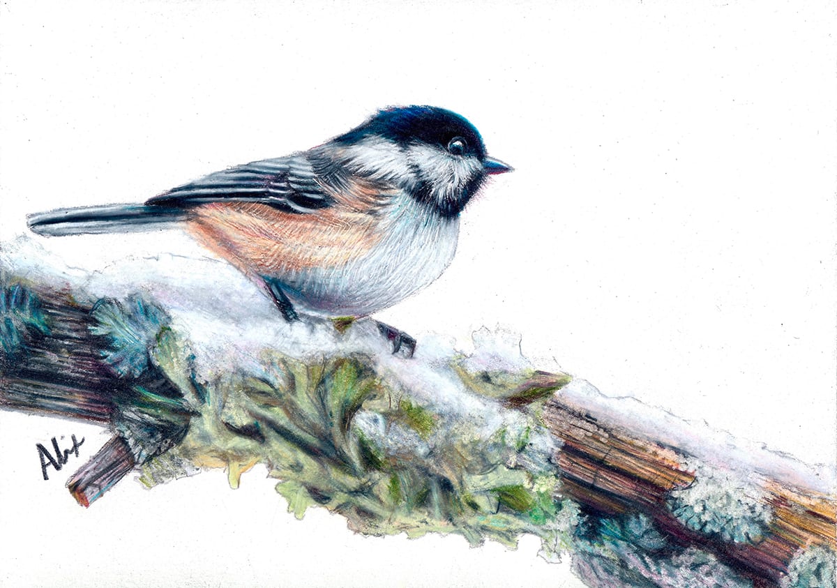 wildlife artwork: Birds 0001 xbwaj0