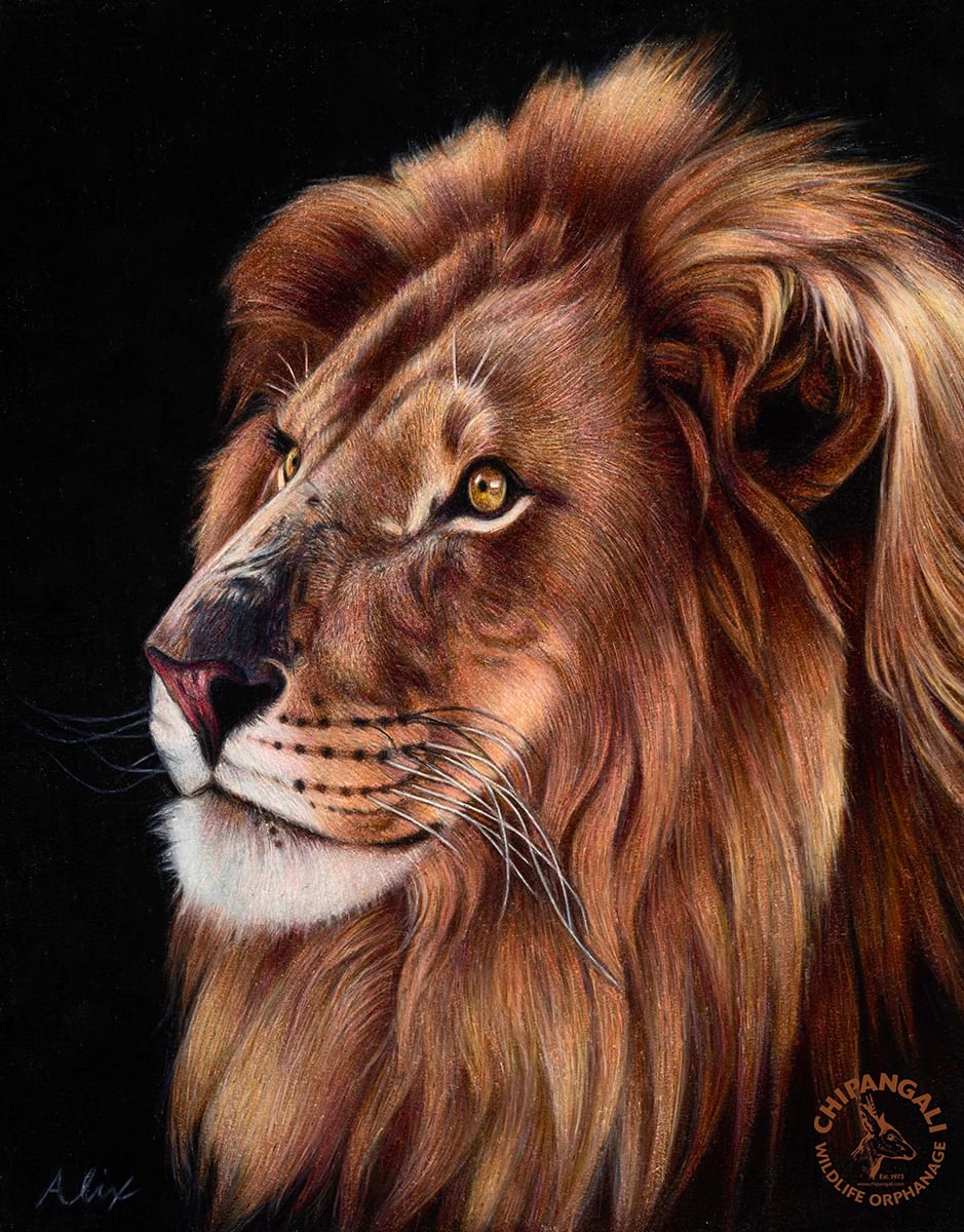 wildlife artwork: IMG 6455 lroiyo