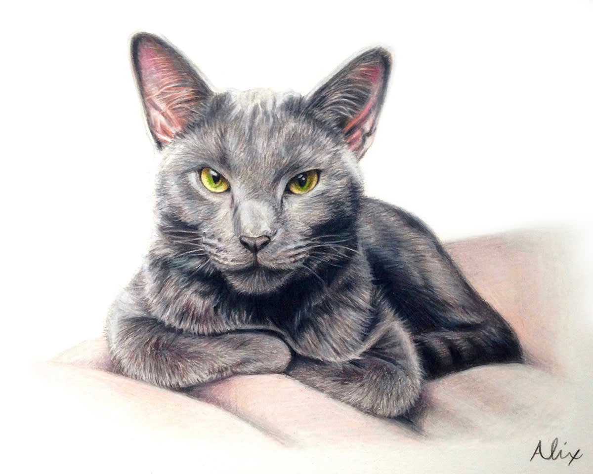 cats artwork: russianblue epvnwp
