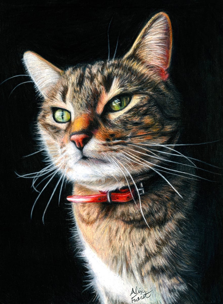 cats artwork: tabbycat zdogwl