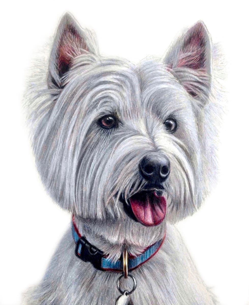 dogs artwork: westie vfvet5
