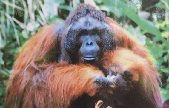 Malaysian Borneo