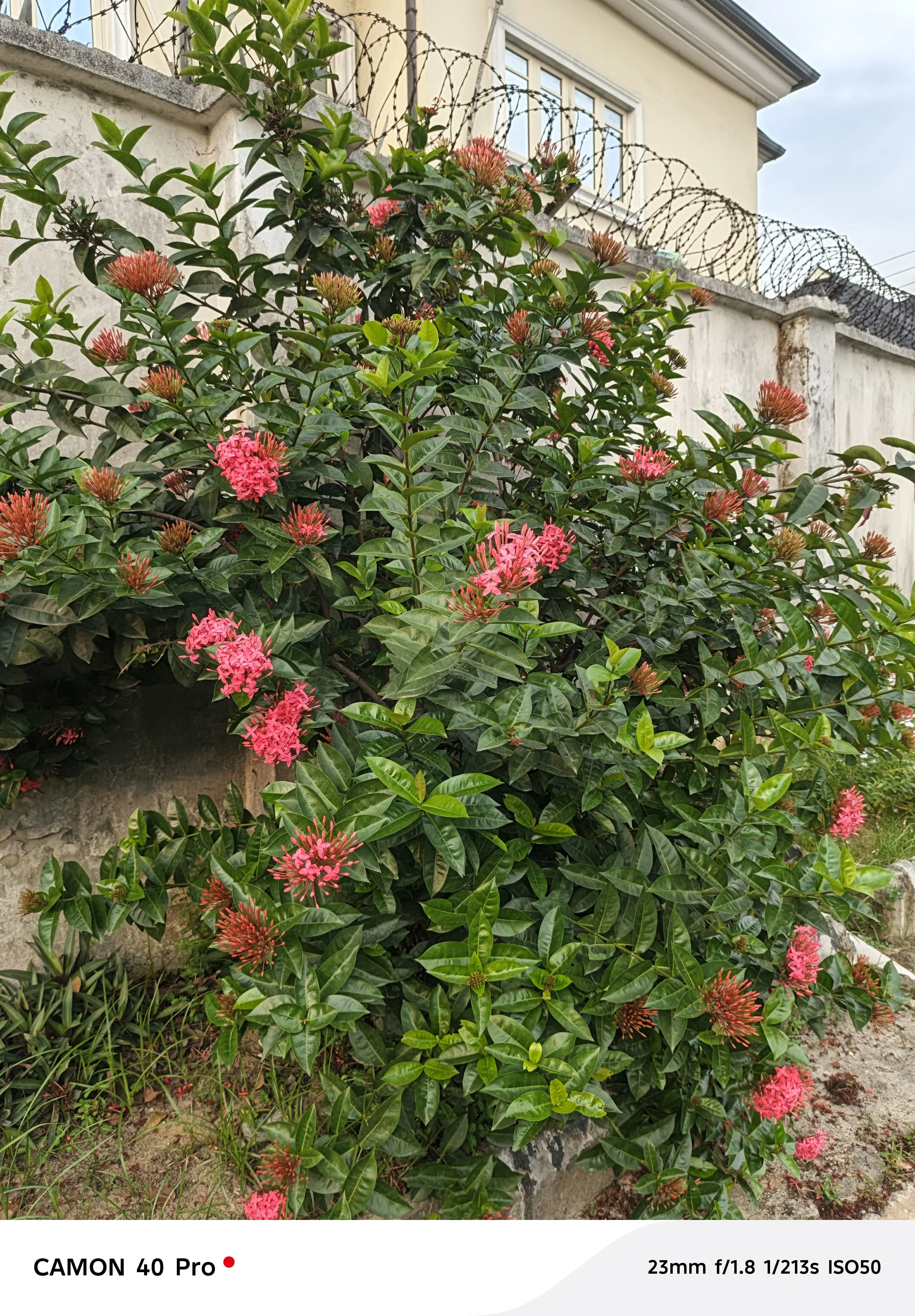 camon 40 pro cameras flower
