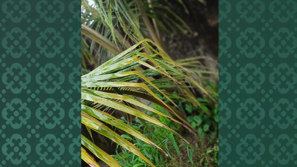 infinix note edgecam3
