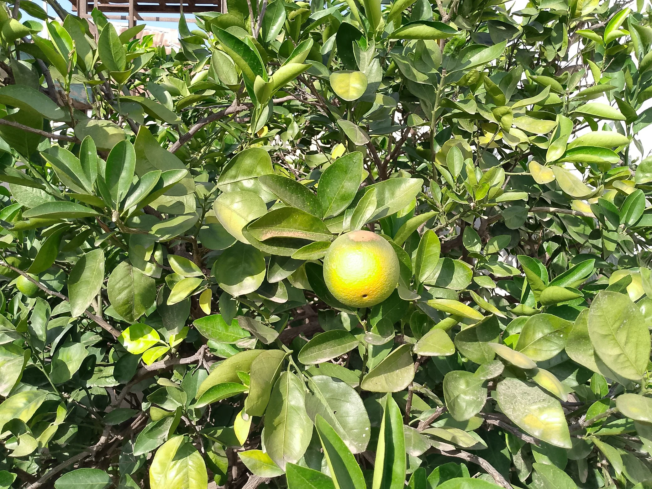 smart 8 picture