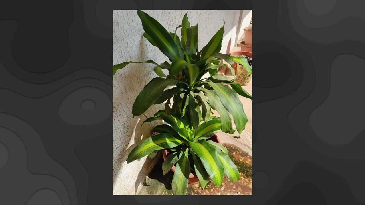 tecno spark 50 pro qw