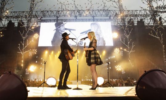 The Common Linnets pictures
