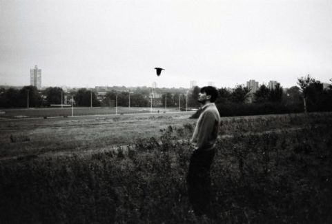 Bibio pictures