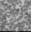 neg_staining_tem_polio2
