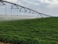 Center Pivot Irrigation - Cotton