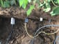Soil moisture sensors installed for irrigation scheduling