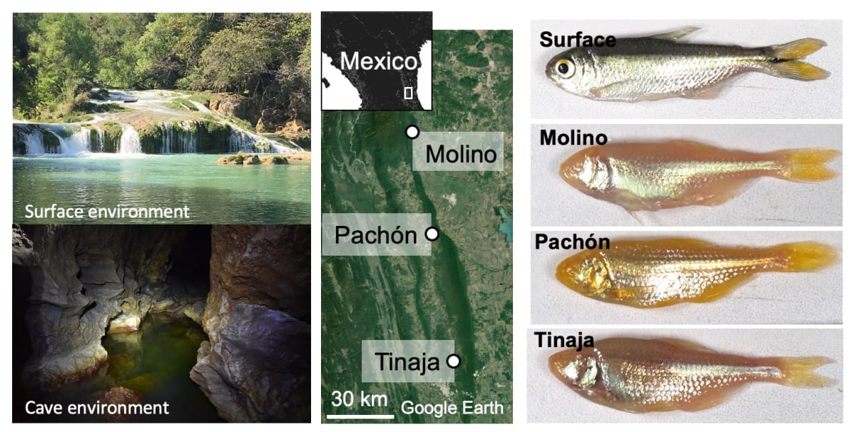 Adapted from (Perera et al., 2023)