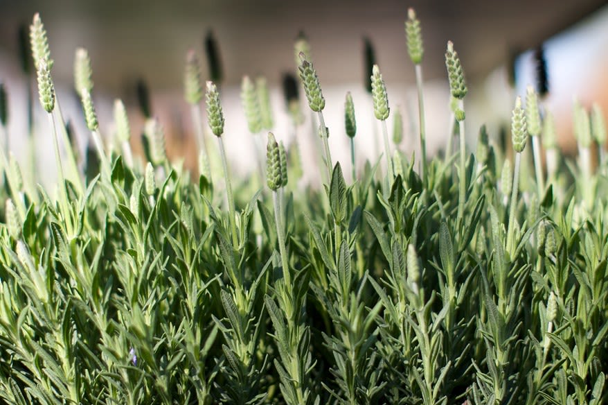 Close up of French lavendar