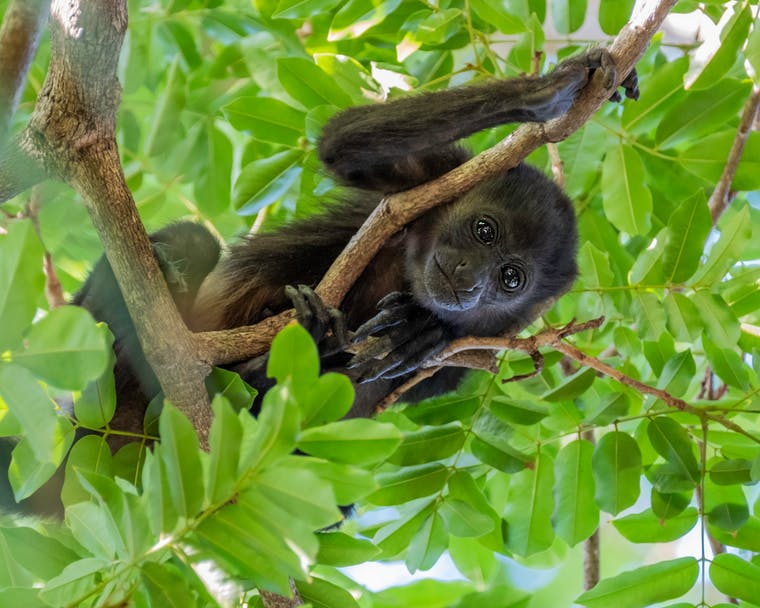 tamarindo-baby-howler-monkey
