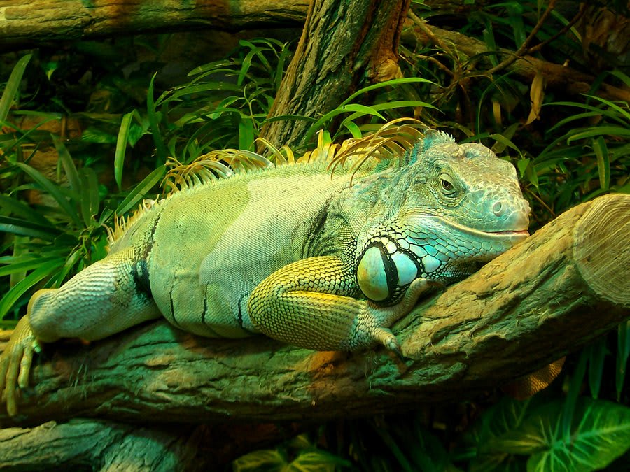 Iguana-Green