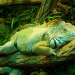 Iguana-Green