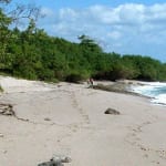 Playa Langosta