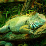 Iguana-Green