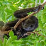 tamarindo-baby-howler-monkey