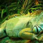 Iguana-Green