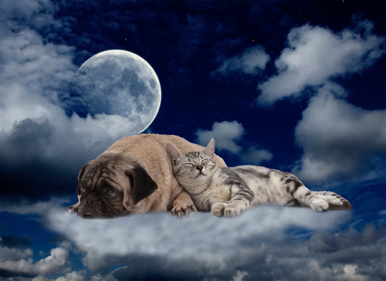 Kat en hond liggen lekker tegen elkaar aan te slapen op een wolk in de hemel, met link naar website Gulpener Deerehuuske dierenwinkel in Gulpen