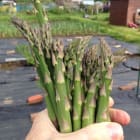 allotment vegetables