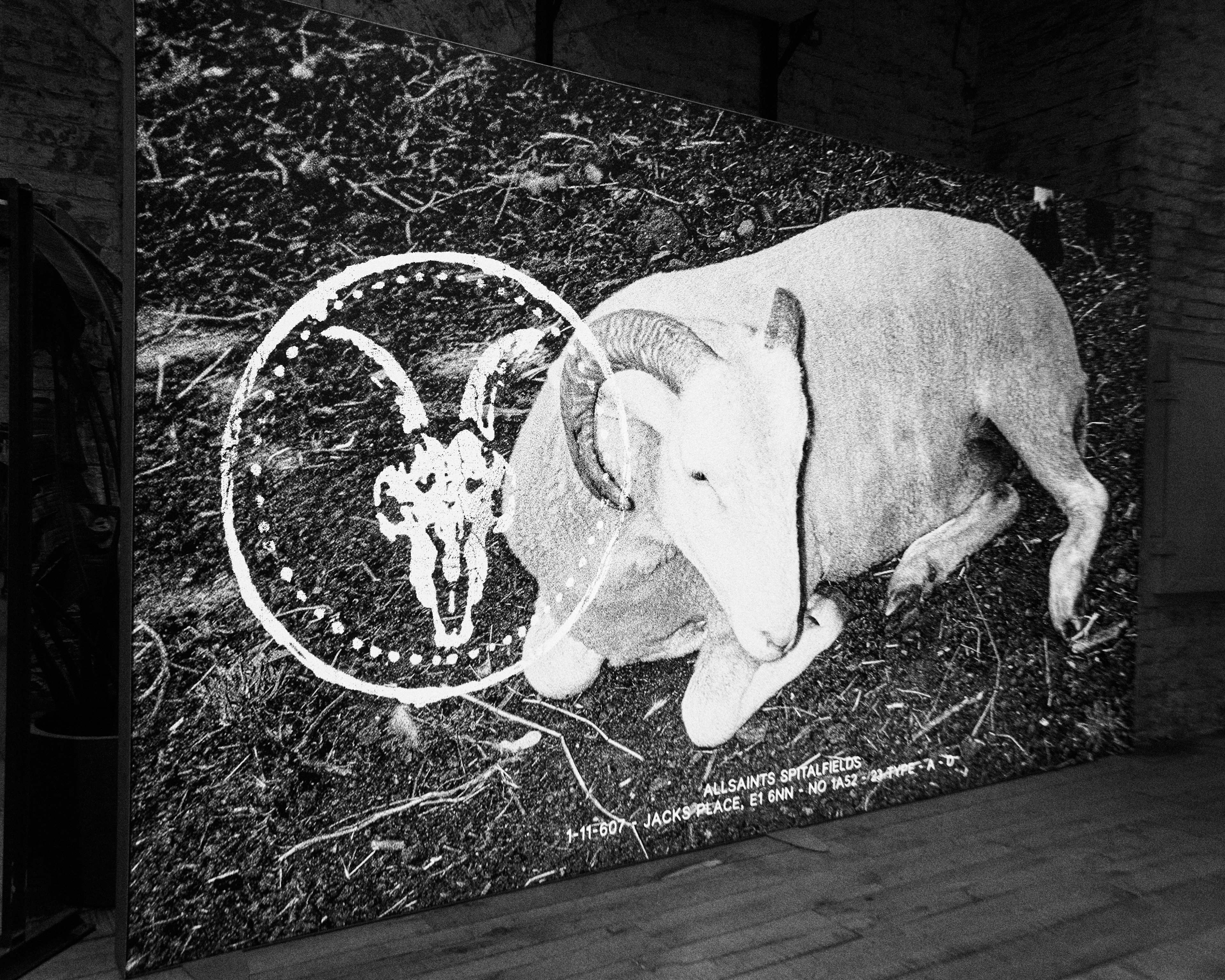  A black-and-white gallery mural depicting a curled ram, overlaid with the signature AllSaints ram skull logo.