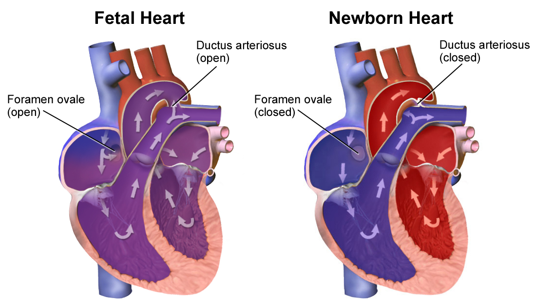 Foramen ovale heart function