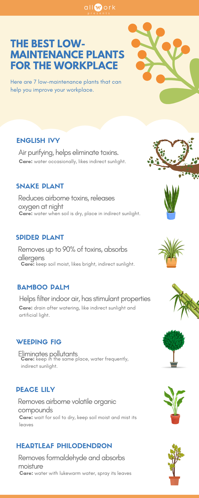 Infographic: The Best Low Maintenance Plants for the Workplace