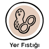 Yer Fıstığı