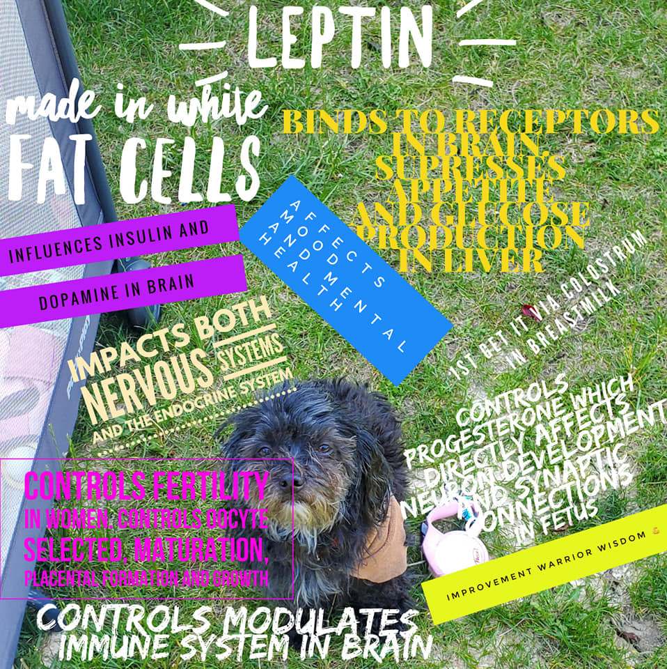 leptin master circadian hormone for ryhthm and fecundity jack kruse and jason yun new albany, ohio weight loss 