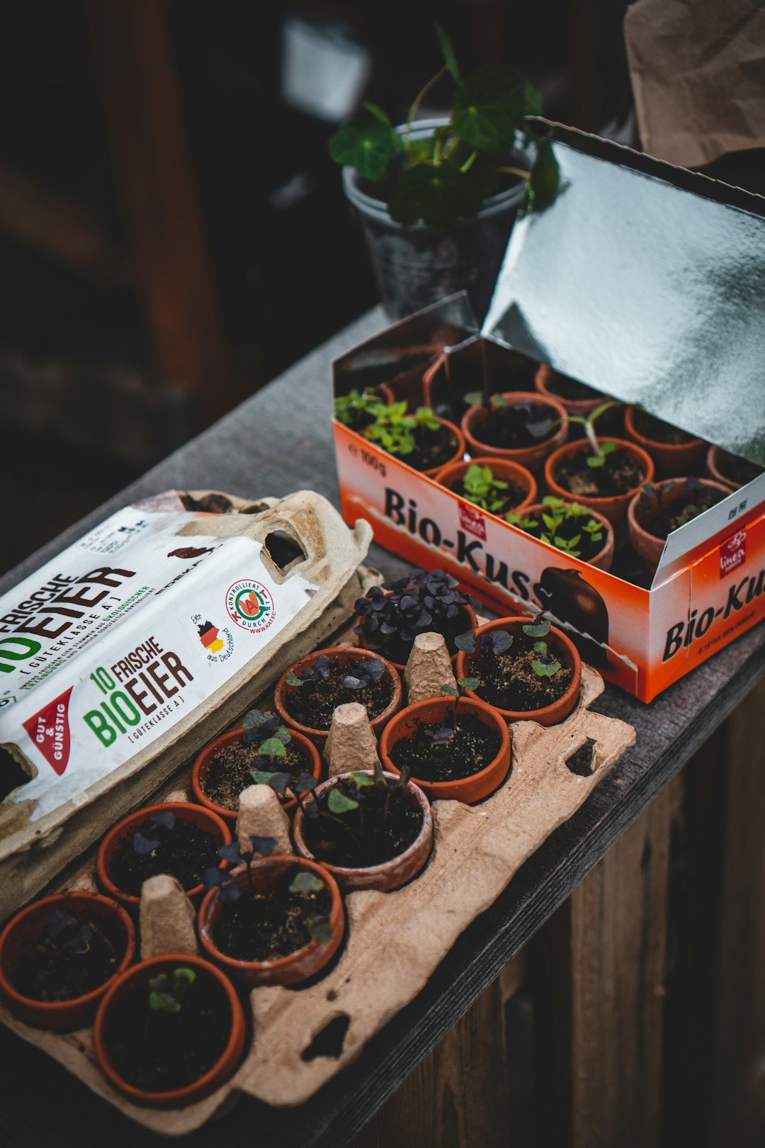 Growing Food; new Preppers gardening