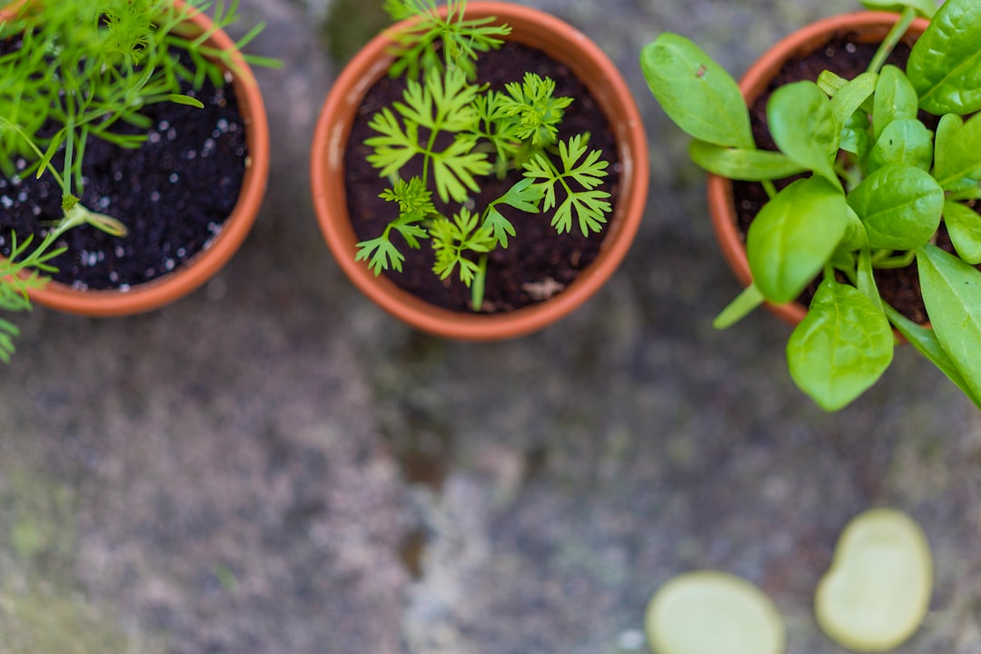 Growing Food; new Preppers gardening
