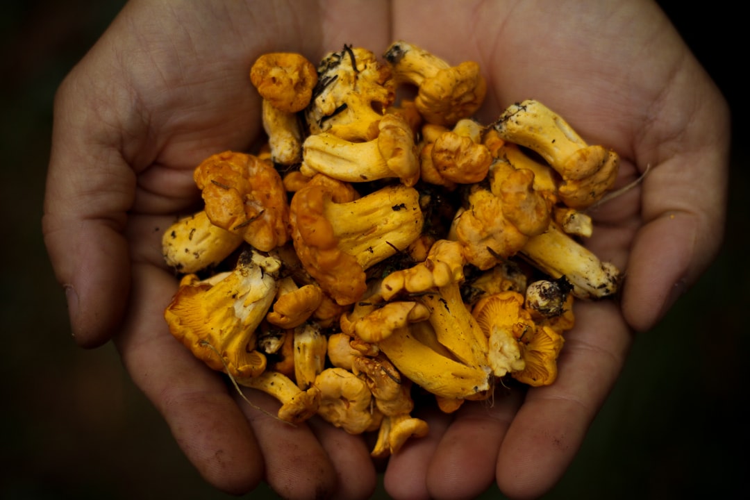 Free Food in Your Backyard: Foraging Tips for Beginners