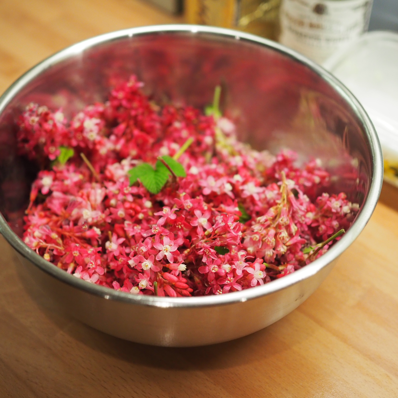 A bowl of flowering red currant, ready to be made into syrup.