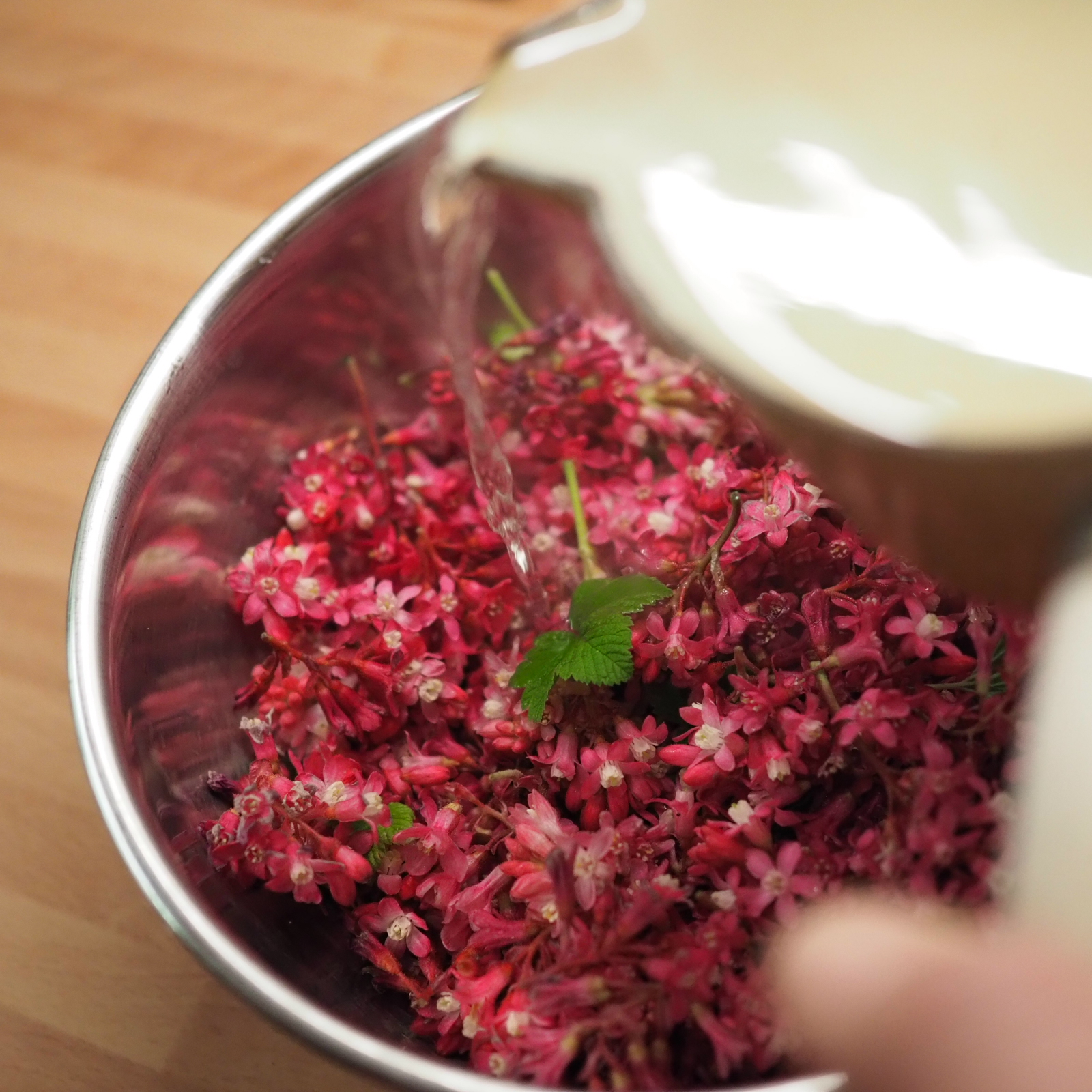 A photo of water being poured into a bowl of flowering red currant flowers.