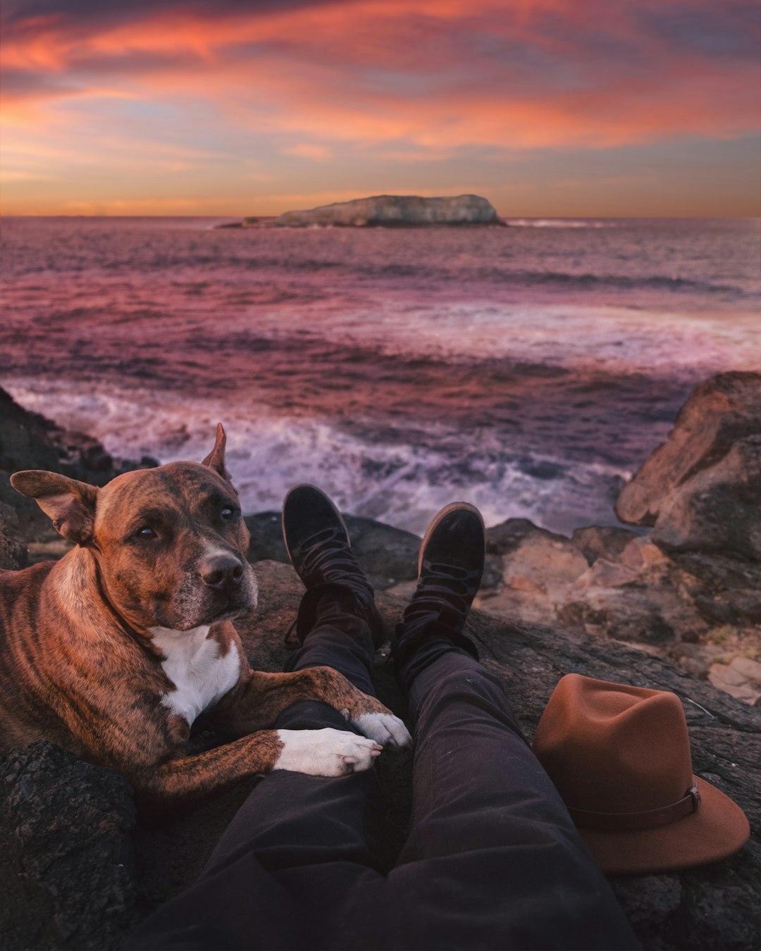 Survival Planning with Dogs: What Every Future Dog Owner Needs to Know					