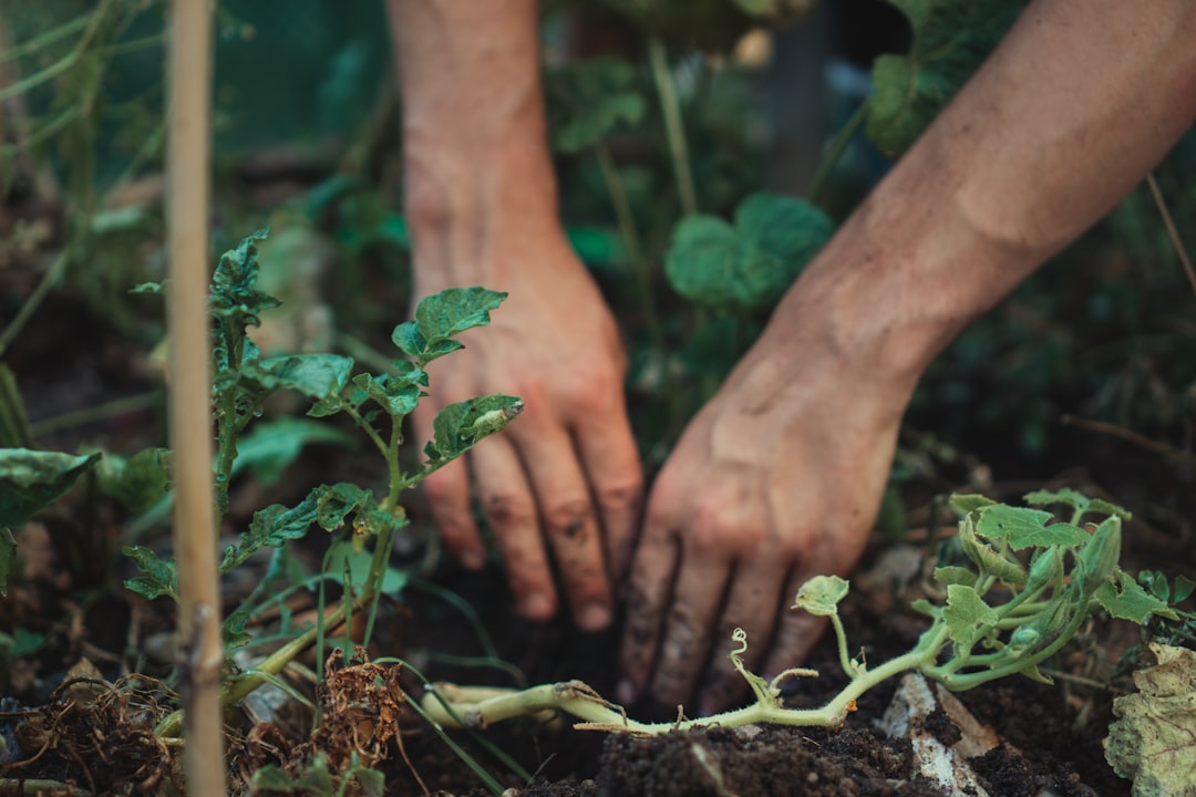 From Garden to Apothecary: Medicinal Plants and Herbs for Survival