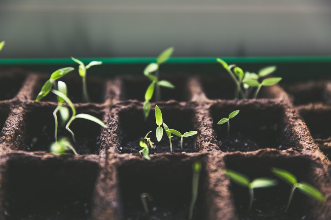 From Garden to Apothecary: Medicinal Plants and Herbs for Survival