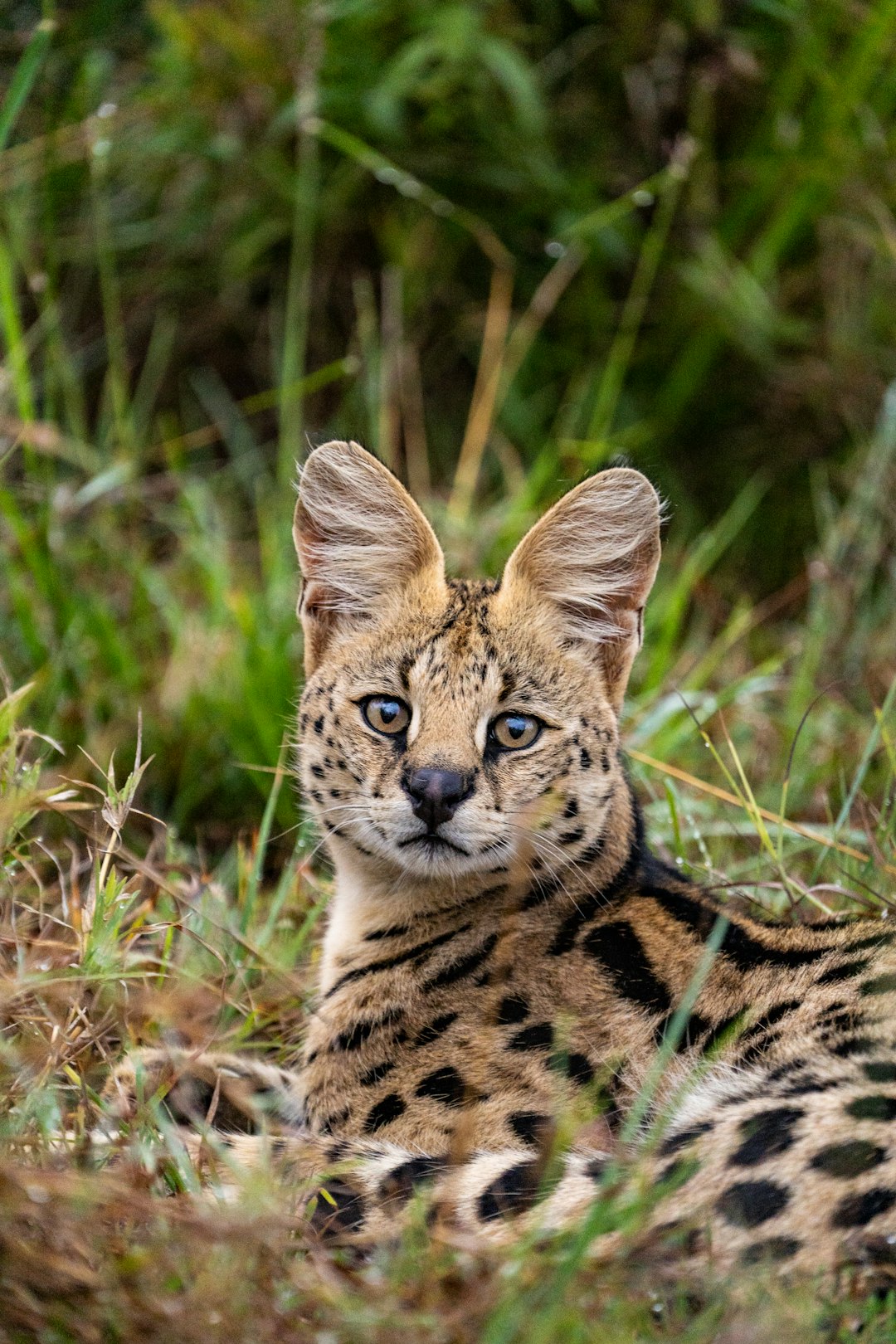 ocelot