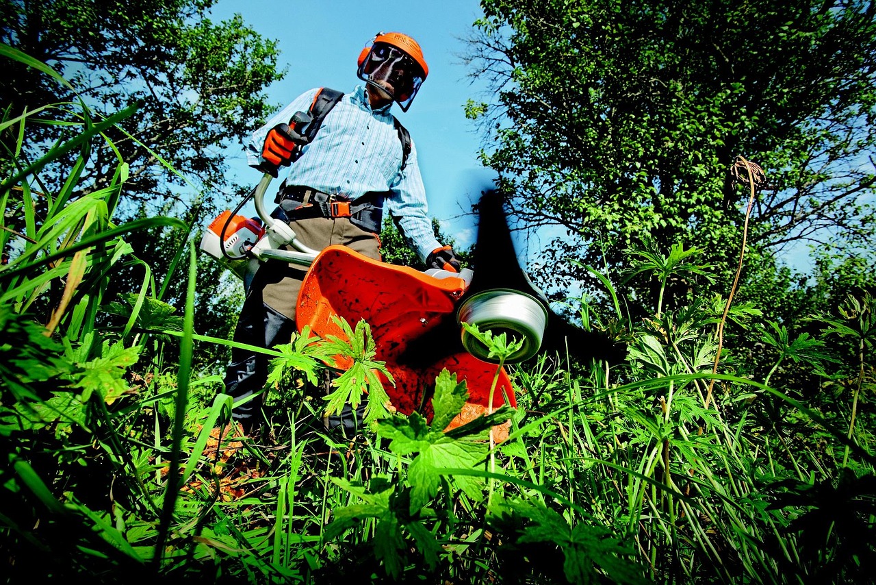 Top Tips for Finding the Best Tree Pruning Service Near You 1 filename kkbq8g